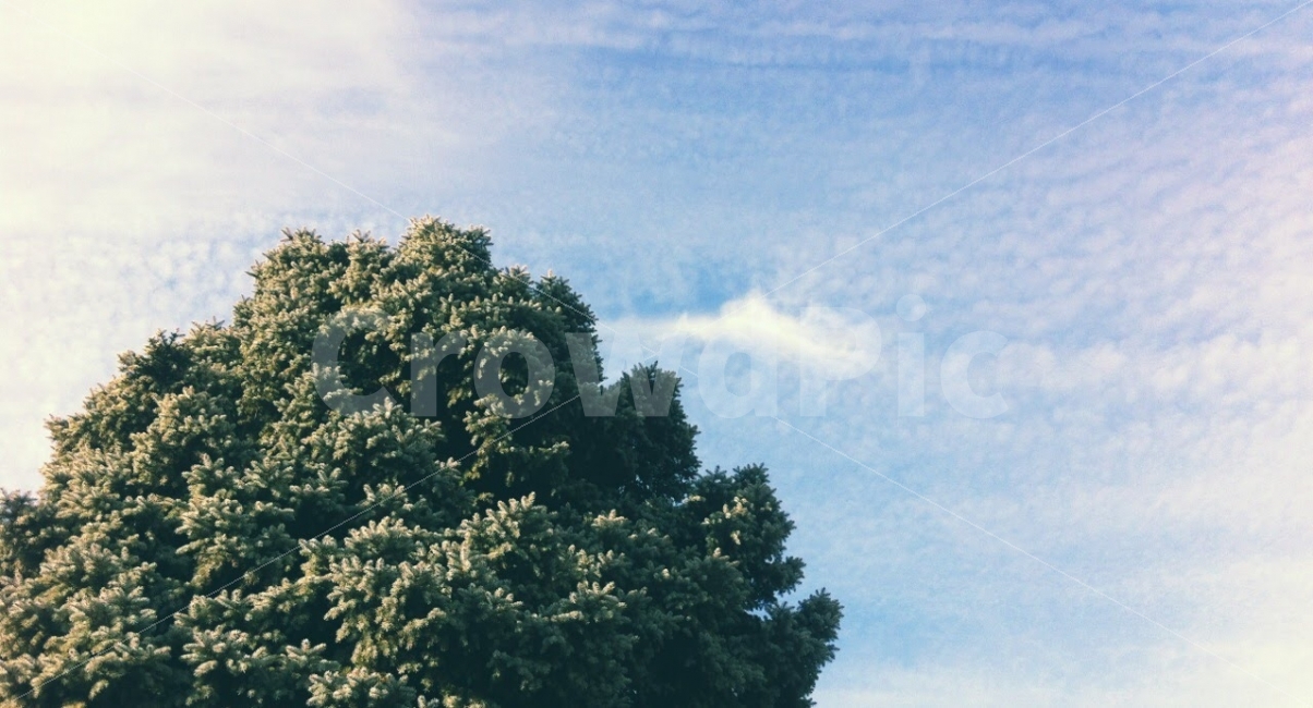 sky,USA,Chicago,tree,sight,nice weather,autumn,travel,Sunny