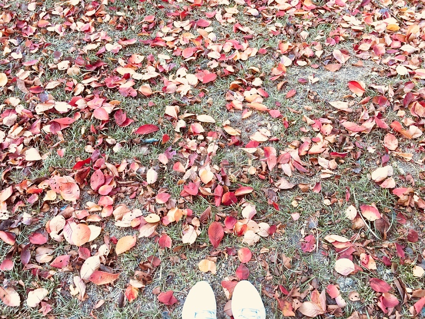 가을,낙엽,단풍잎,잎,길