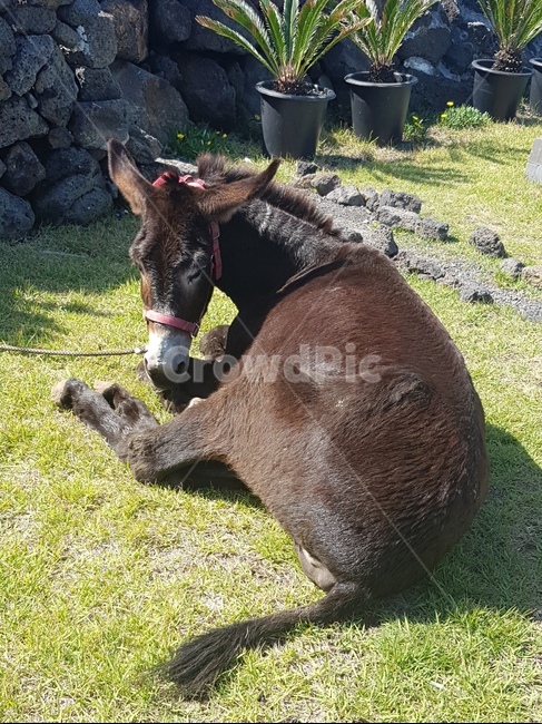 제주도,말,망아지,horse,donky,동물,animal,포유류,mammal