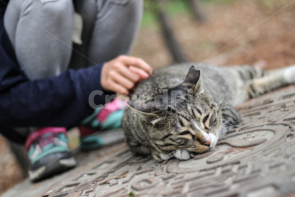 고양이,길냥이,감성,휴식,공원,동물,animal,포유류,mammal,고양이,cat,kitten,kitty