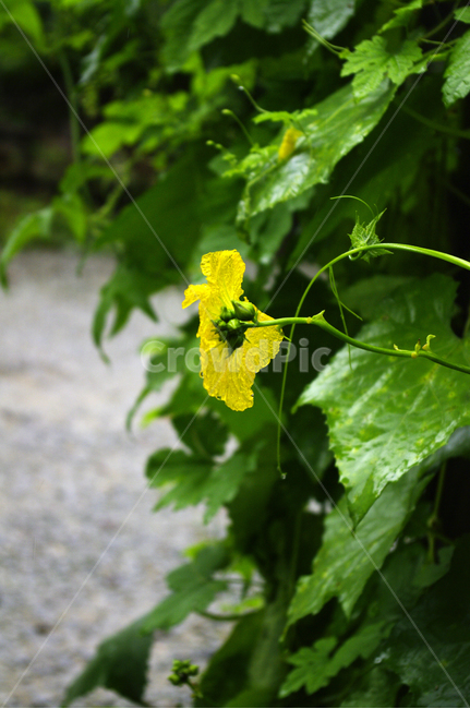 식물,plant,꽃,flower,호박꽃,식물,자연,plants,nature,꽃,flower