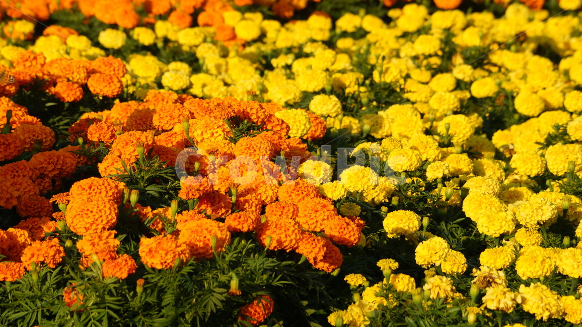 천수국,아프리칸메리골드,꽃,꽃길,꽃축제,식물,자연,plants,nature,꽃,flower