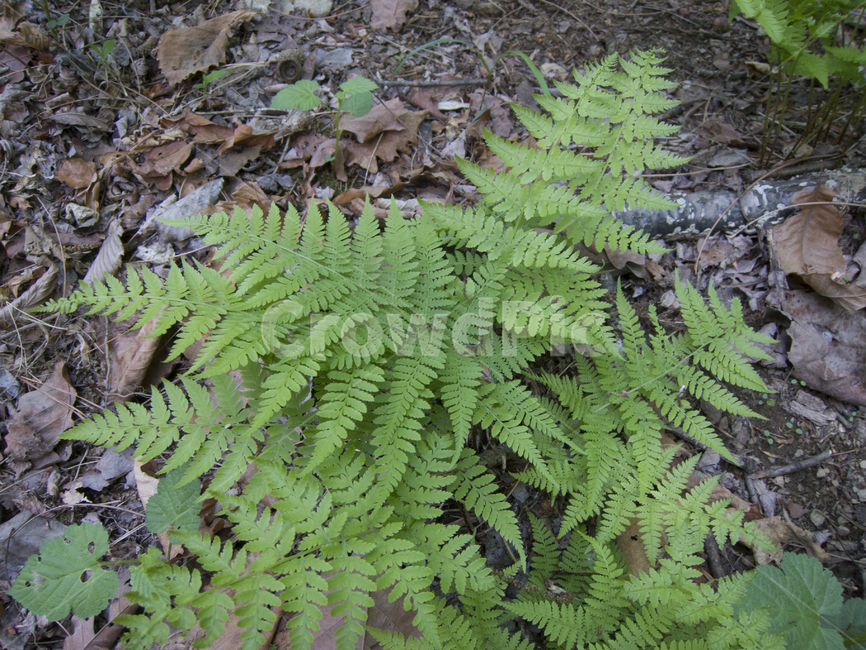 고사리,산속,풀,green,산나물,식물,자연,plants,nature
