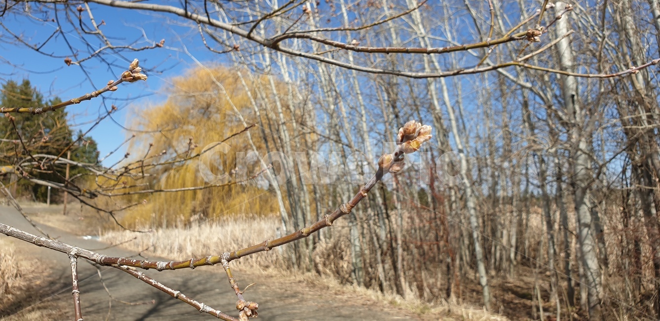 봄,봄의시작,싹,새싹,나뭇가지,nature,시작,생명