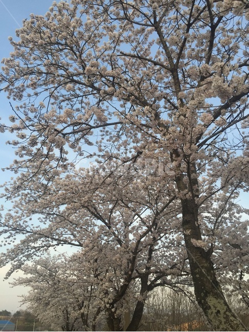벚꽃,나무,벚꽃나무,풍경,힐링,휴식,자연풍경,꽃,봄,꽃놀이,cherryblossom,flowers