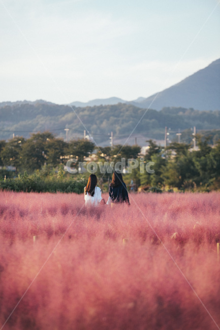 nature,자연,핑크뮬리,뮬리,풀밭,가을풍경,pinkmuhly,grass,가을,계절,fall,autumn,season,field,들,grassland,목초지,outdoors,옥외