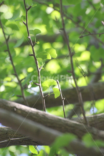 나무,가지,자연,나뭇잎,은행잎,식물,자연,plants,nature
