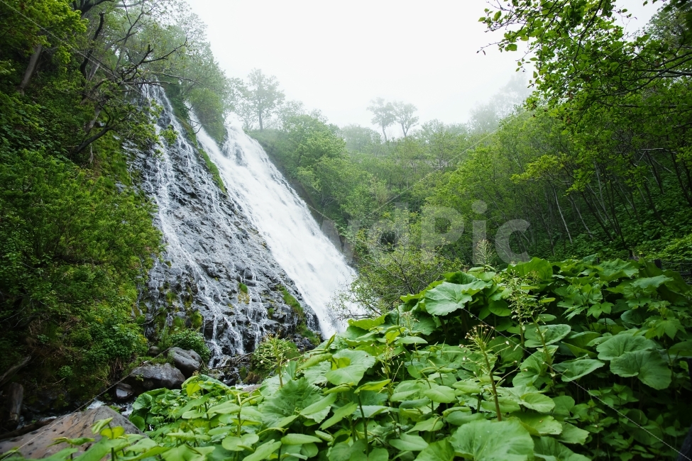 해외,일본,홋카이도,폭포,물,산,풀,자연,풍경,nature,landscape,여름,계절,summer,season,해외,외국,세계,foreign,oversea,world,plant,식물