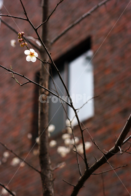 매화,봄,꽃,japaneseapricotflower,prunusmume,매실나무,나무,개화,봄꽃,봄,계절,spring,season,식물,자연,plants,nature,꽃,flower