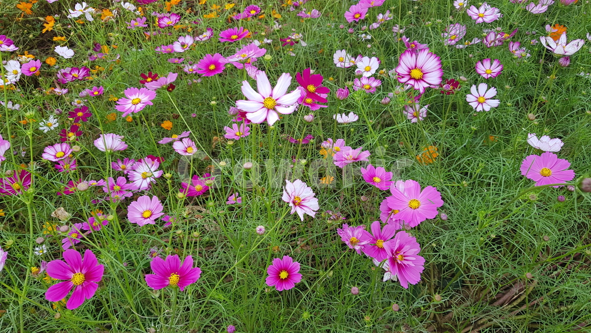 코스모스,blossom,geranium,제라늄,식물,plant,꽃,flower