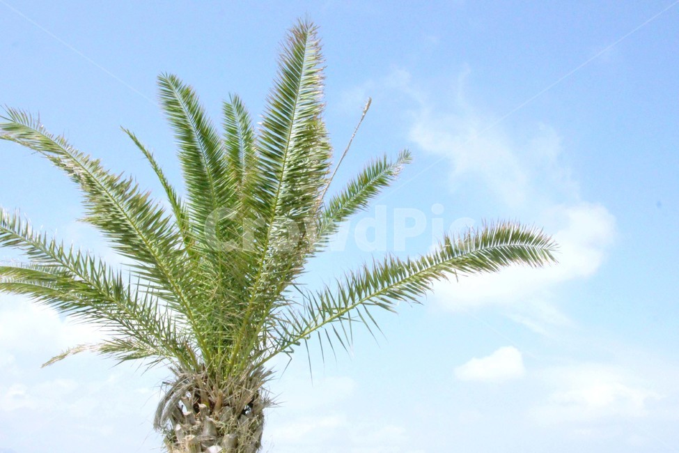 제주도,열대식물,열대,하늘,야자나무,카나리아야자나무,야자수,palmtree,tree,tropical,여름,제주,식물,summer,식물,자연,plants,nature,나무,trees,wood