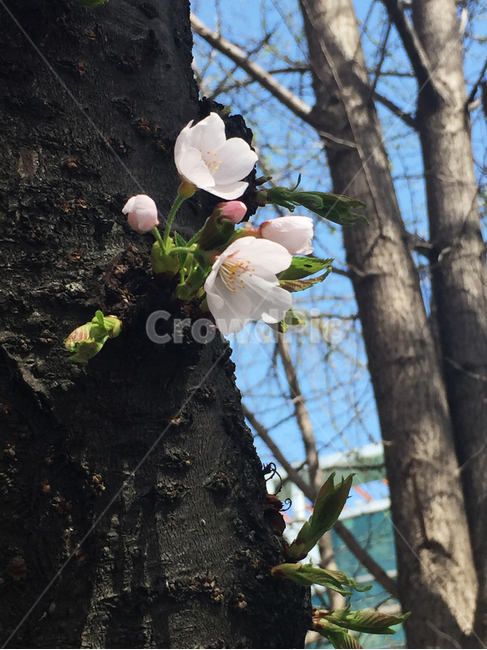 봄,꽃,벚꼿,벚꽃나무,풍경,4월,봄,계절,spring,season,식물,자연,plants,nature,꽃,flower,plant