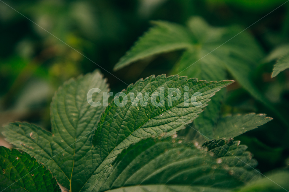 초록,풀,자연,잎,잎파리,식물,자연,plants,nature