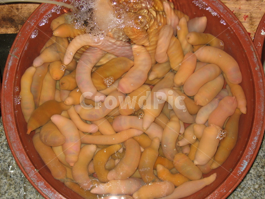 개불,수산시장,회센타,수산물,food,음식,해산물,재료,자연산수산물,신선한재료,신선한수산물,수산물,해산물,fishery products,seafood