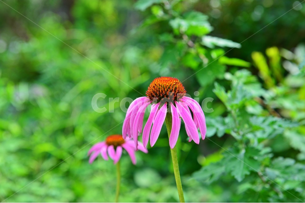 plant,식물,꽃,자주루드배키아꽃,꽃잎,꽃봉우리