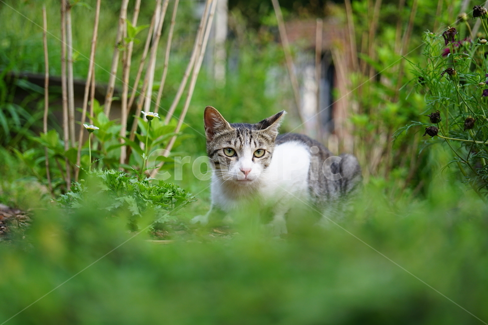 pet,animal,동물,mammal,포유류,cat,고양이,길냥이,동물,animal,포유류,mammal,고양이,cat,kitten,kitty