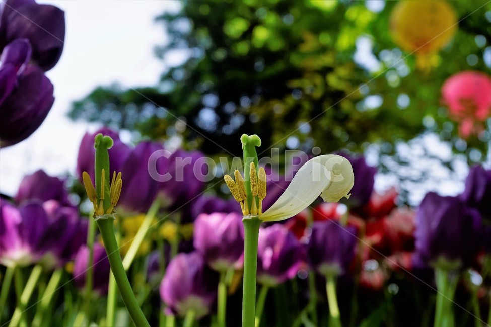 봄,봄꽃,화사함,자연,행복,힐링,bloom,colorful,floral,flower,gardenflowers,happymind,life,nature,plant,spring,식물,자연,plants,nature,꽃,flower