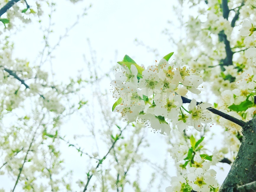복사꽃,흰꽃,봄꽃,하얀꽃,plant,꽃
