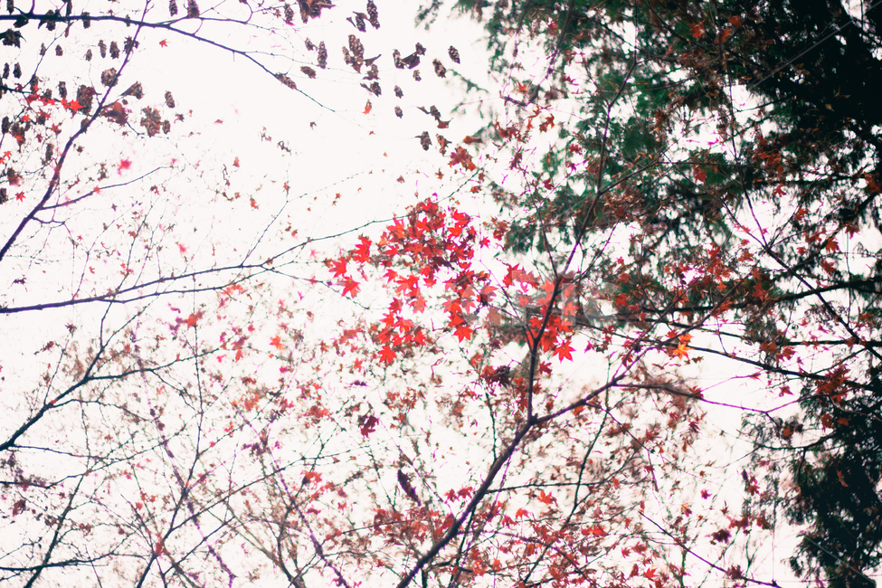 가을,나무,단풍,계절,자연,풍경,단풍나무,낙옆,단풍잎,fall,autumn,seasons,maple,nature,landscape,tree,가을,계절,fall,autumn,season,plant,식물,flower,꽃,blossom