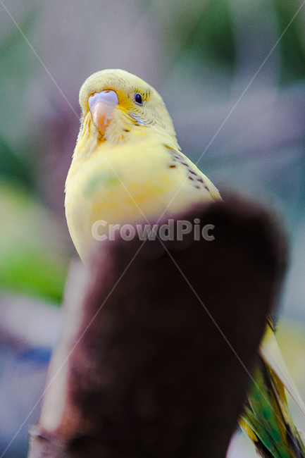 앵무새,동물원,새,생명,동물,날개,동물,animal,조류,새,birds