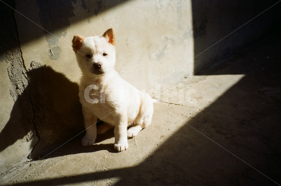 강아지,개,진돗개,반려견,햇살,puppy,dog,백구,아련,동물,animal,흰강아지,흰개,포유류,mammal,doggy,동물,animal,포유류,mammal,개,강아지,dog,doggy