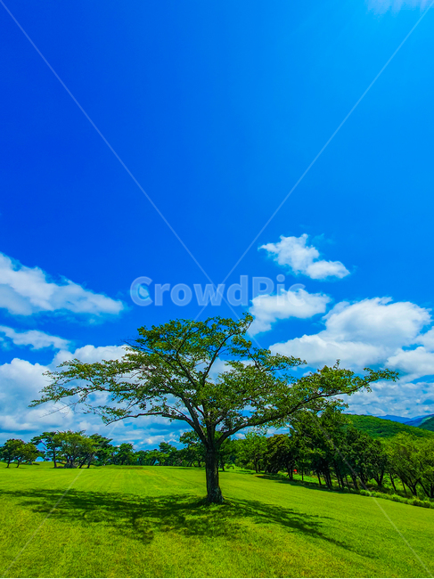 nature,자연,outdoors,옥외,구름,잔디,나무,홀로,나무사진,감성,푸른하늘,여름,초록색,색감