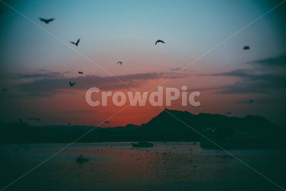 인도,풍경,박쥐,자연현상,석양,자연,풍경,nature,landscape,land,땅,outdoors,옥외,bird,새,animal,동물,ocean,대양,sea,바다,water,물,shoreline,해안선