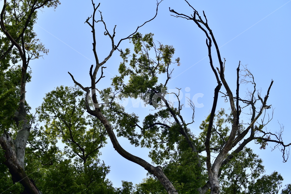 나무,하늘,큰나무,노목,나무줄기,잎,tree,tall,old,sky,treetrunk,식물,자연,plants,nature,나무,trees,wood
