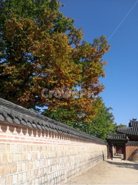 전통,궁궐,경복궁,담장,전통기와,가을