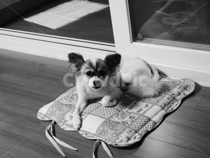 강아지,흑백,개,dog,puppy,귀여워,동물,animal,포유류,mammal,개,강아지,dog,doggy,흑백,모노톤,monochrome,black and white