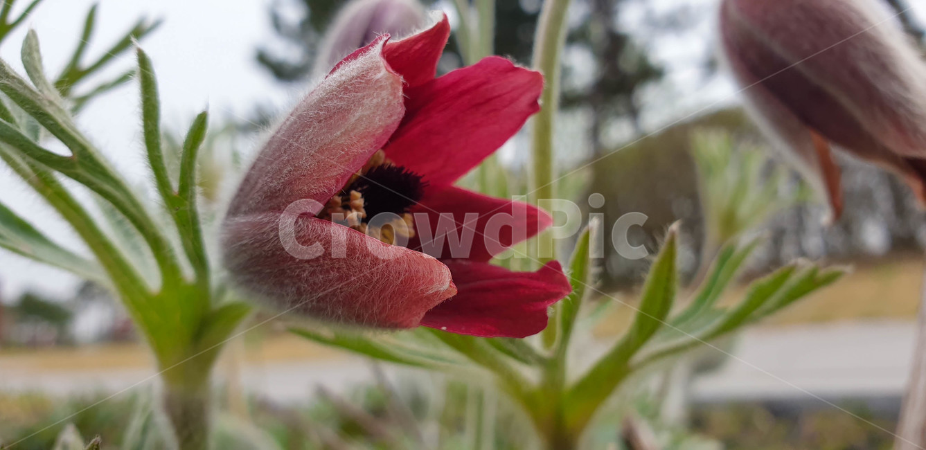 할미꽃,식물,flower,blossom,plant,꽃,봄꽃,빨간색꽃