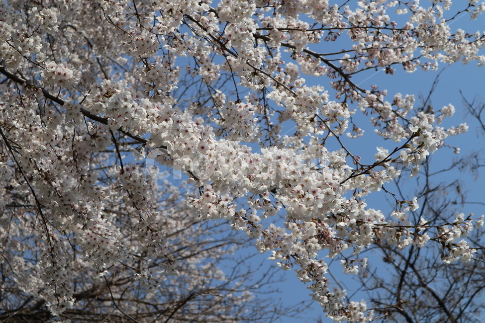 벚꽃,봄,벚꽃나무,나무,tree,plant,식물