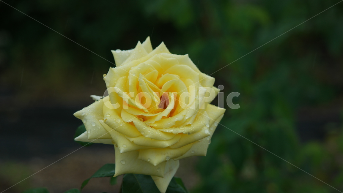 장미,장미원,장미꽃,로즈,로즈가든,식물,자연,plants,nature,꽃,flower