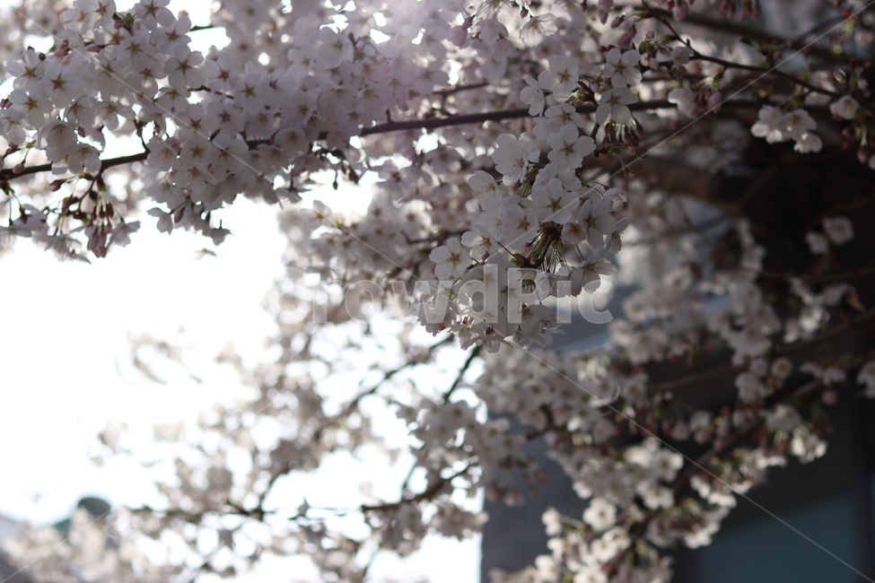 식물,flower,꽃,벚꽃,봄꽃