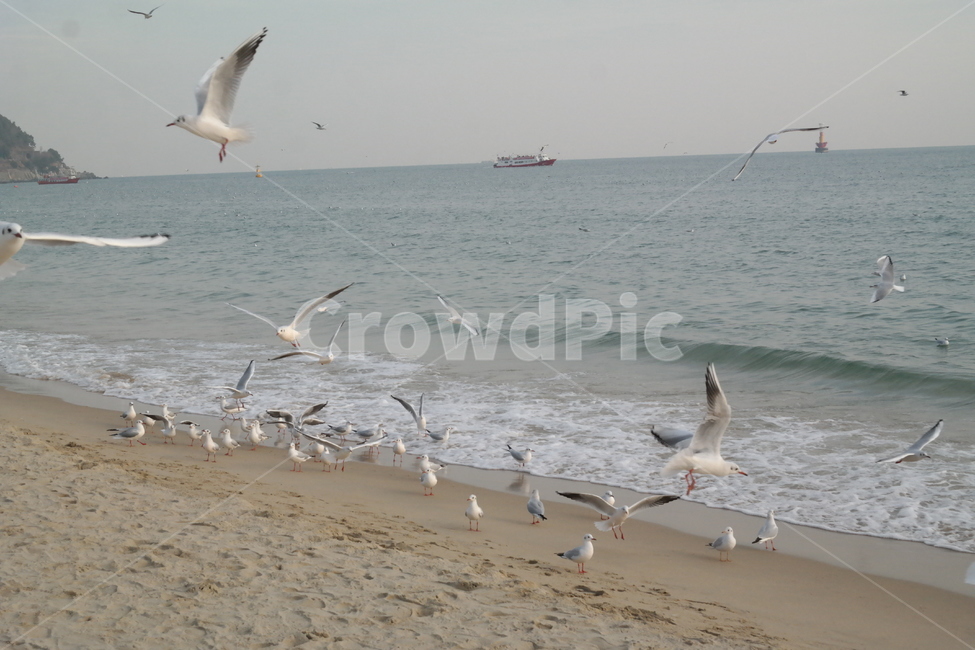 동물,갈매기,바다,새,모래,물,파도,동물,animal,조류,새,birds