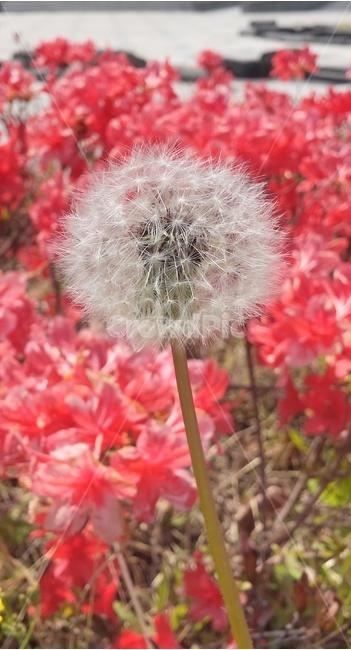 식물,꽃,민들레,씨앗,봄,식물,자연,plants,nature,꽃,flower