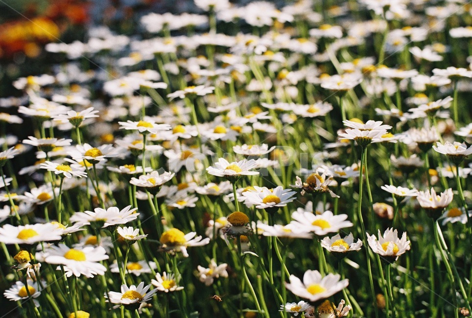 개망초,꽃,풀꽃,꽃밭,flower