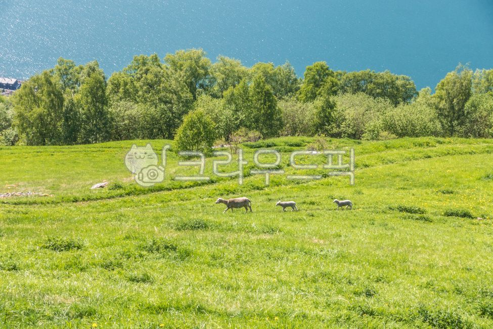 노르웨이,피오르드,norway,fjord,field,필드,nature,자연,시골의,목초지