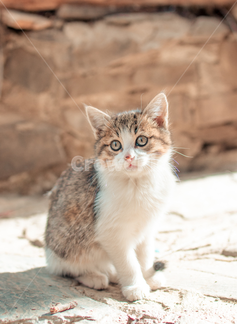 cat,고양이,pet,애완동물,animal,동물,kitten,감성사진,동물,animal,포유류,mammal,고양이,cat,kitten,kitty