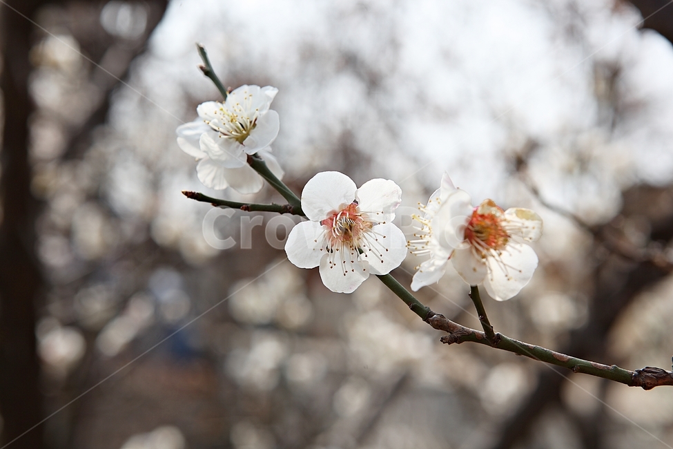 매화꽃,매화,꽃,꽃잎,봄꽃,봄,공원,식물,자연,식물,자연,plants,nature,꽃,flower