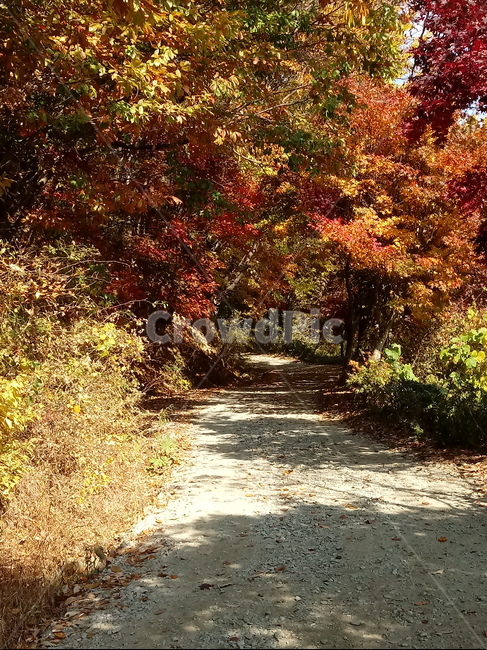 도로,길,등산로,산책로,road,가을,단풍,낙엽,계절,가을,계절,fall,autumn,season,tree,나무,plant,식물,leaf,잎