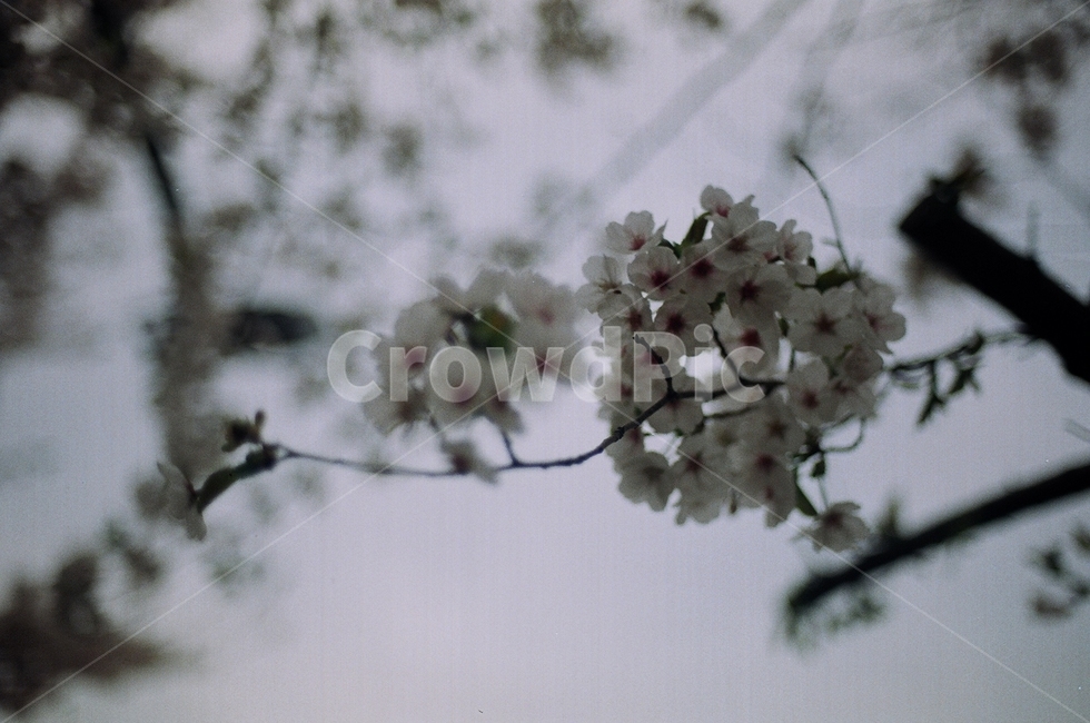 꽃,flower,필름,film,자연,nature,벚꽃,식물,plant