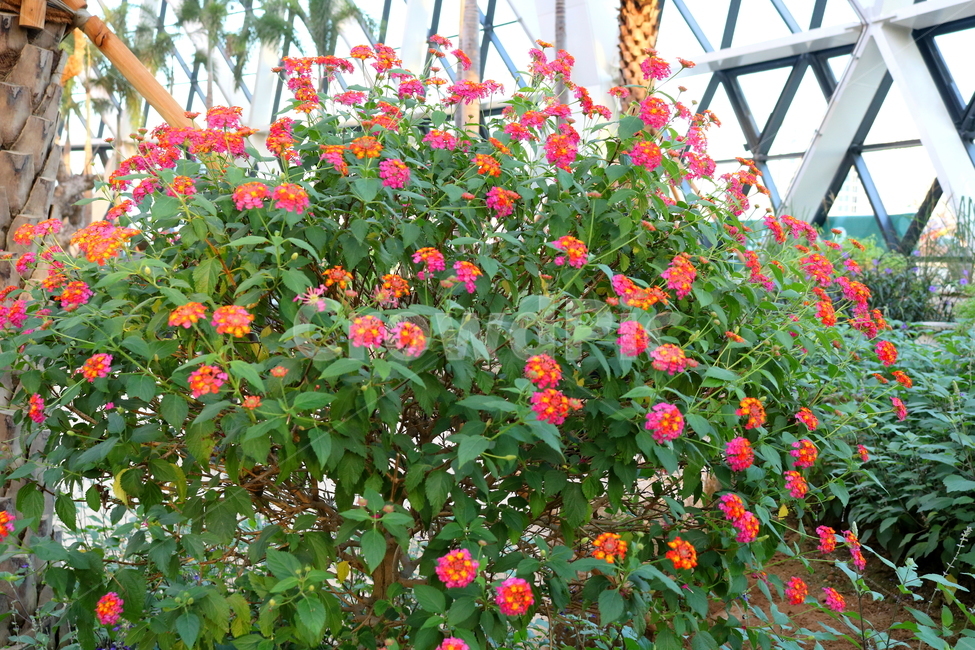 란타나,꽃,란타나꽃,식물,나무,자연,마편초과,식물원,식물,자연,plants,nature,꽃,flower
