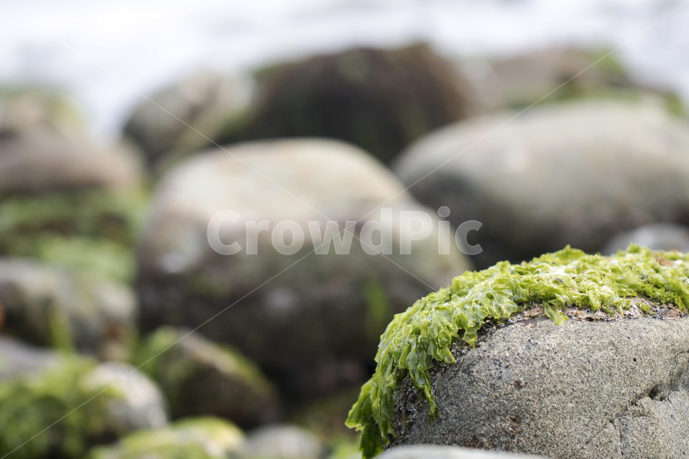 미역,해조류,해초,돌미역,돌,바다,plant,식물,해변,바다,beach,sea