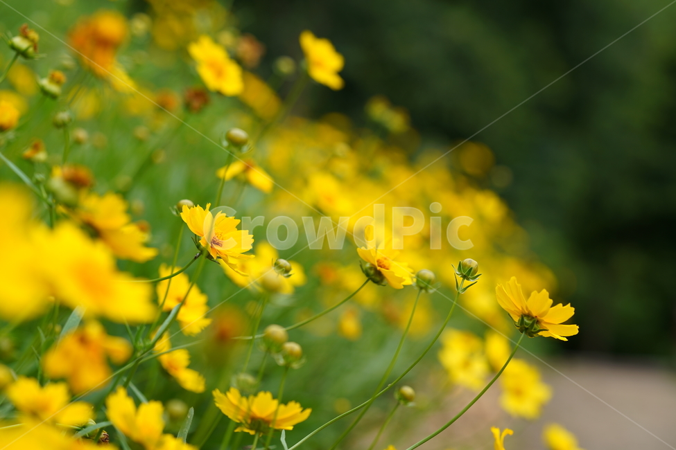 자연,노랑,꽃,풀,식물,식물,자연,plants,nature,꽃,flower
