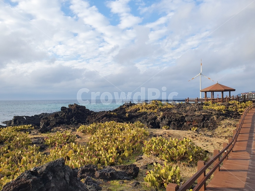 선인장,선인장군락지,푸른바다,제주도,제주도바다,파란하늘,하늘과바다,자연,바다,sea,water,nature,ocean,물,outdoors,옥외,곶,갈대,하늘,구름,풍경,바다풍경,난간,이끼,풍차,바람,풍력발전,월령리
