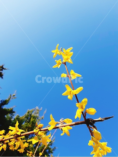 개나리,봄,맑은하늘,맑은날씨,꽃,노란꽃,봄,계절,spring,season,식물,자연,plants,nature,꽃,flower,plant