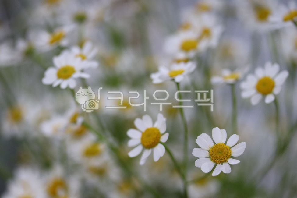 마트리카리아,matricaria,꽃,flower,귀여운꽃,캐모마일,chamomile,데이지,꽃배경,nature,작은꽃,daisy식물,계란꽃,들꽃,자연,plant,꽃,flower