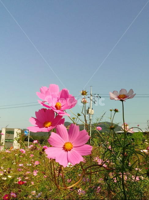 코스모스,꽃,plant,flower,commoncosmos,길국화,꽃잎,가을꽃,식물,자연,plants,nature,꽃,flower