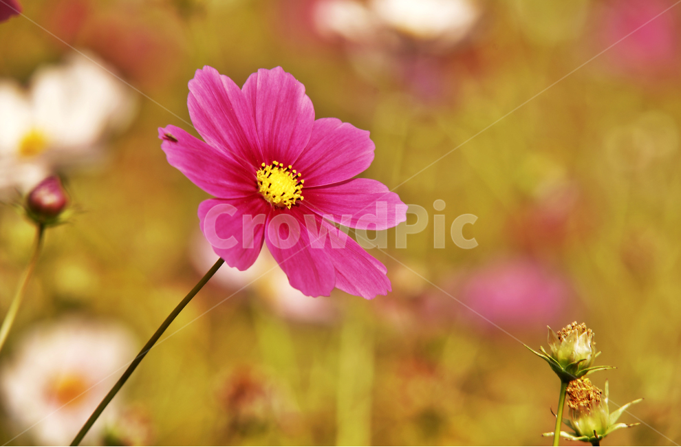 코스모스,가을,계절,꽃,식물,야생화,꽃밭,핑크,분홍색,식물,자연,plants,nature,꽃,flower